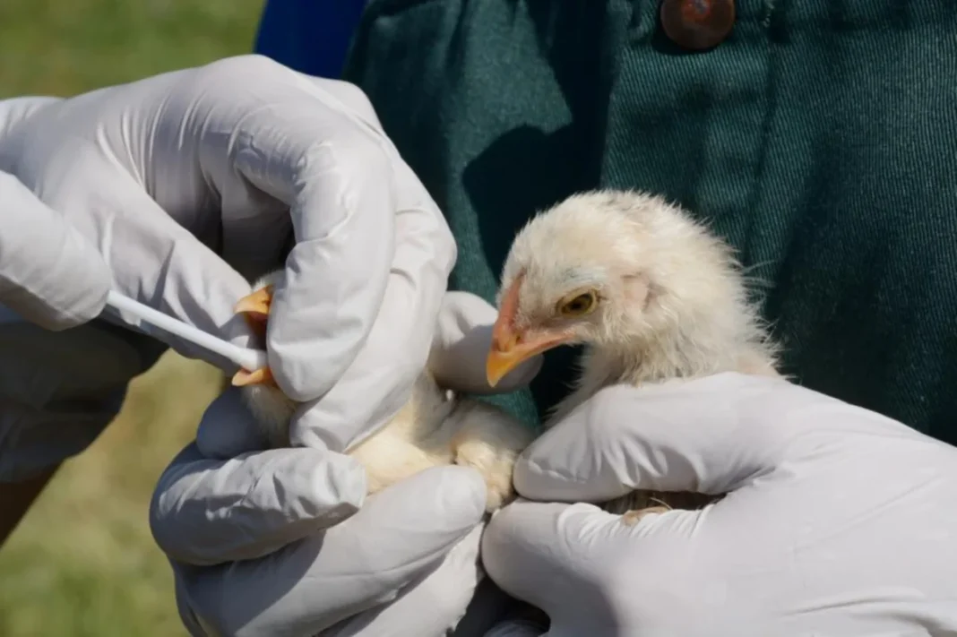 bird flu