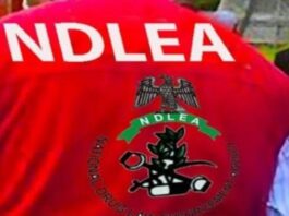 ndlea