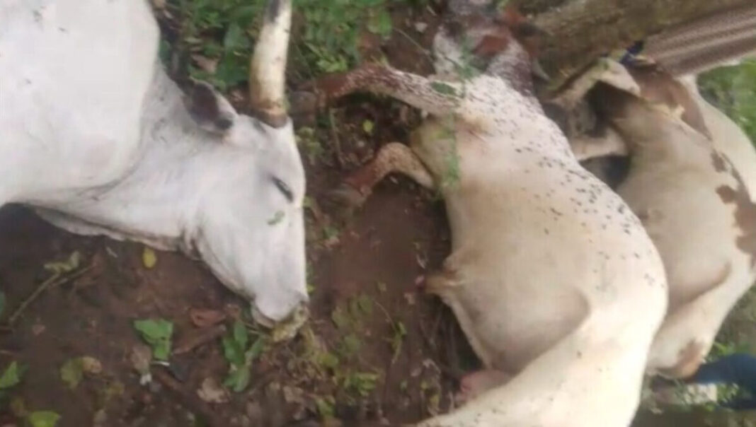 dead cows